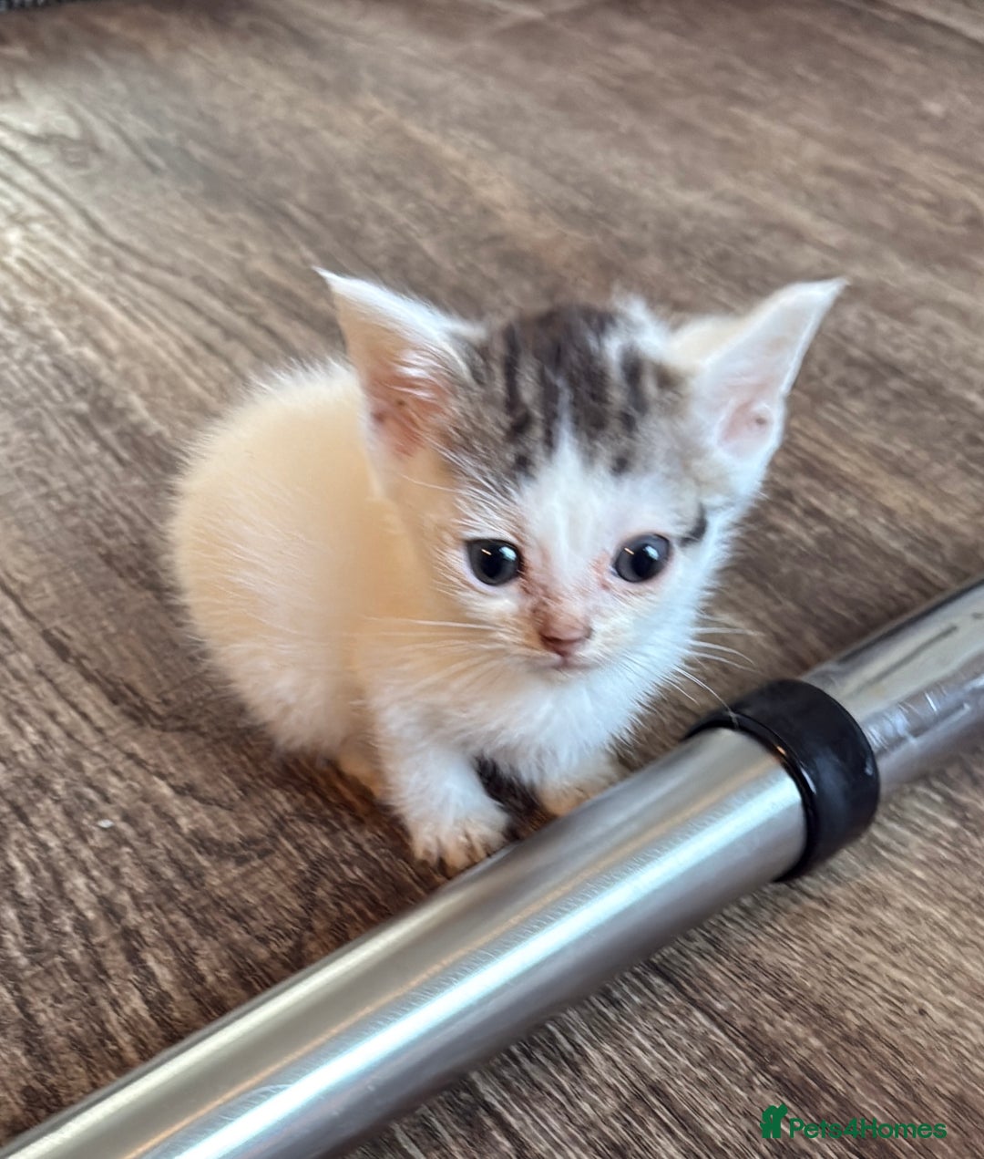 Sphynx cats for sale: Sphynx x American shorthair  - Image 5