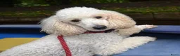 Cavapoo dogs for sale: Handsome cavapoo for sale in Croydon - Advert 2