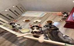 Siberian Husky dogs for sale: Beautiful loving Blue Eyed Siberian Husky’s - Image 4