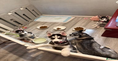Siberian Husky dogs - Advert 15