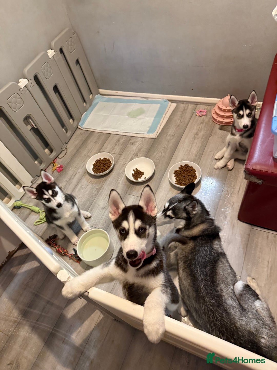 Siberian Husky dogs for sale: Beautiful loving Blue Eyed Siberian Husky’s - Image 4