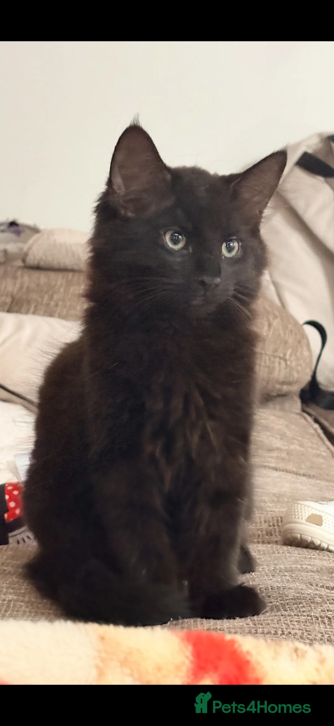 Mixed Breed cats for sale: 2 long hair gorgeous 14 week old kittens  - Advert 2