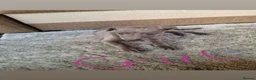 Whippet dogs for sale: Whippet pups in Wisbech - Advert 4
