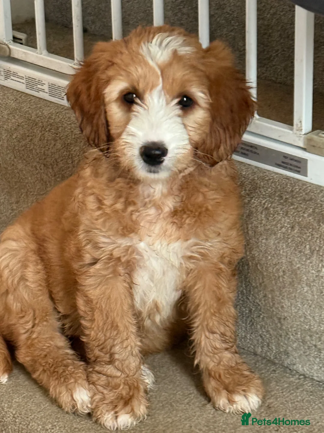 Goldendoodle dogs for sale: 🐶❤️Australian double doodles❤️🐶Waiting List - Advert 22