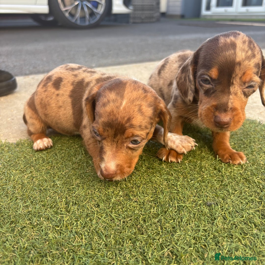 Miniature Dachshund dogs for sale: Miniature dachshund puppy’s TO LEAVE NOW in Luton - Image 18