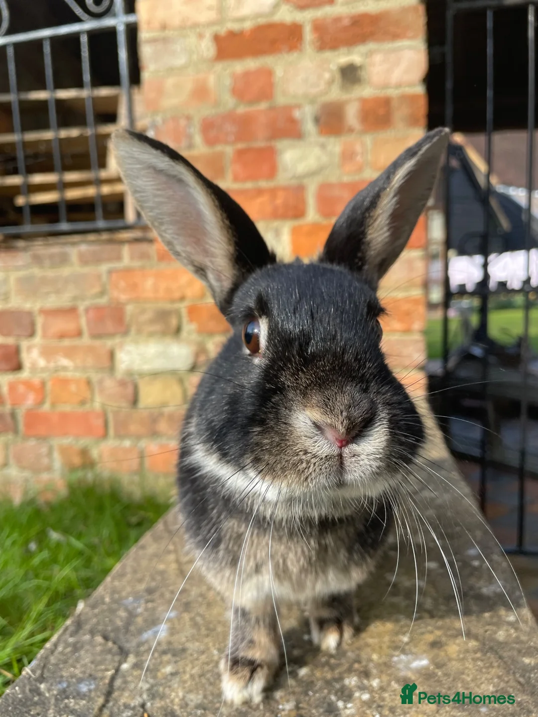 Mixed Breed rabbits for sale: 8 Mini-Lop Cross Baby Rabbits - Advert 10