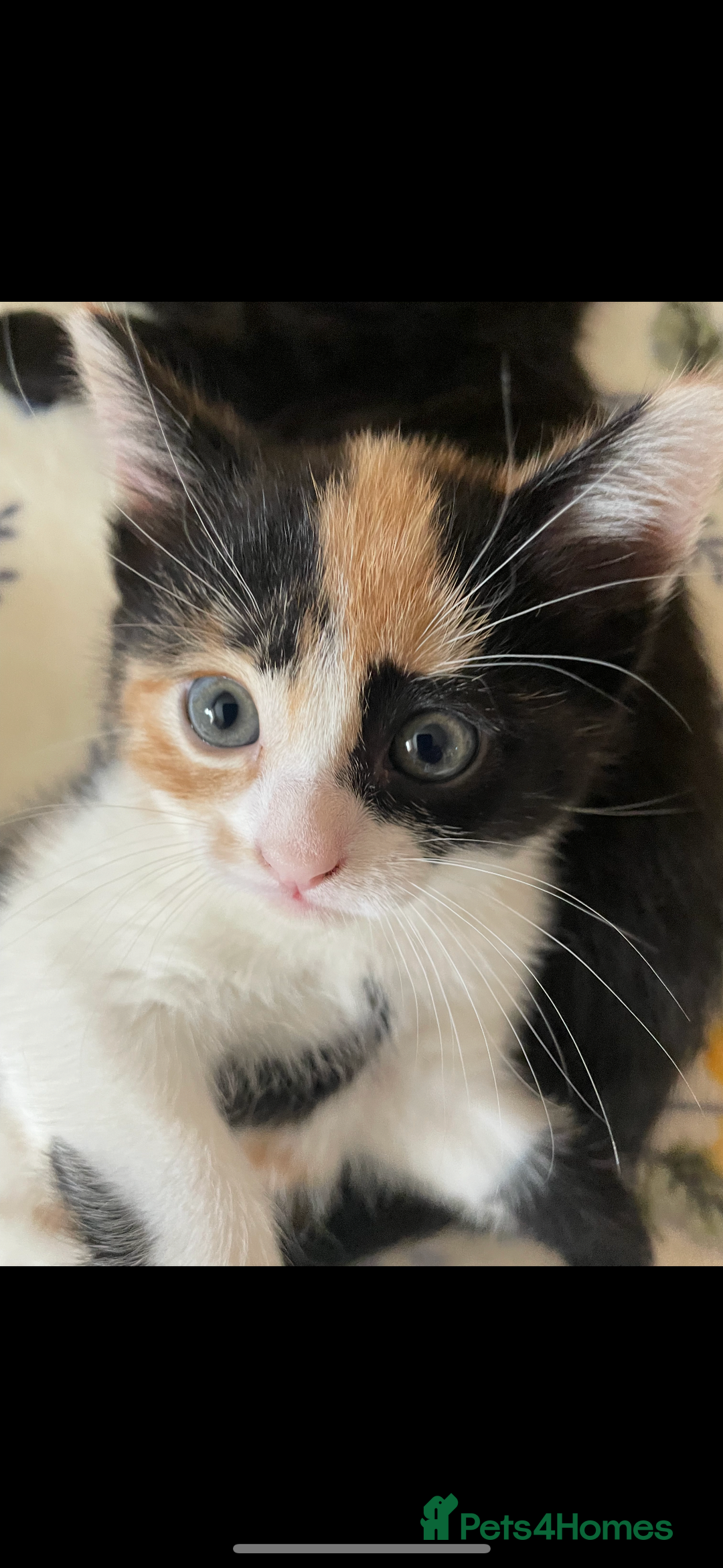 Mixed Breed cats for sale: 5 Male Kittens looking for their forever homes - Image 12