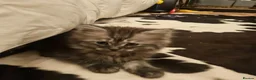 British Longhair cats for sale: British SH/Persian pretty kitten pedigree parents - Advert 3