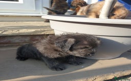 Mixed Breed dogs for sale: Border Terrier x miniature Poodle  - Image 22