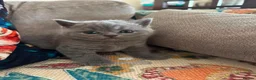 British Shorthair cats for sale: Pedigree British Shorthair Kittens, Excellent Bloo in London - Advert 4