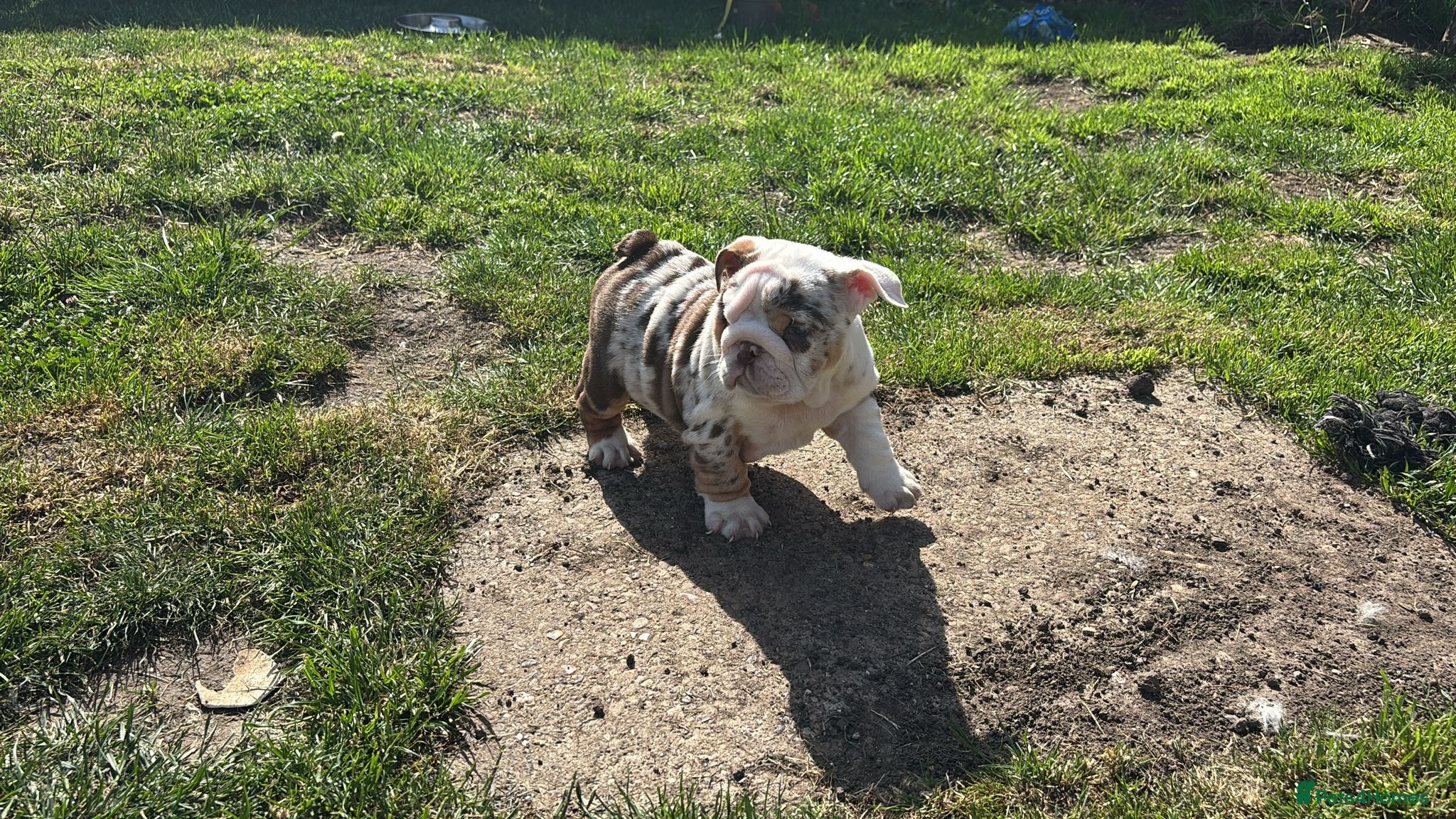 English Bulldog dogs ***READY NOW*** Beautiful bulldog puppies  - Advert 3