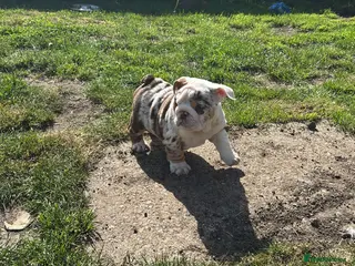 English Bulldog dogs ***READY NOW*** Beautiful bulldog puppies - Advert 3