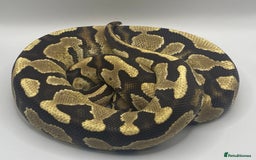 Snake reptiles for sale: Female pastel ball python  - Image 1
