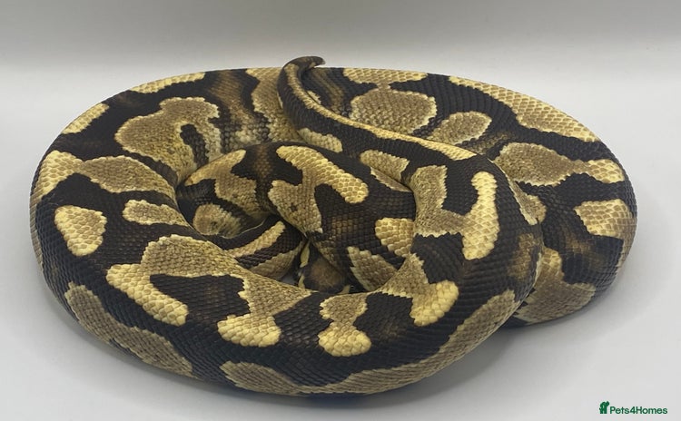 Snake reptiles - Advert 1