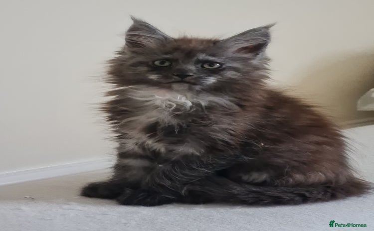 Maine Coon cats Pedigree Mainecoon boys available  - Advert 2