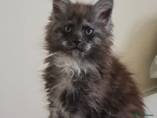 Maine Coon cats Pedigree Mainecoon boys available - Advert 1