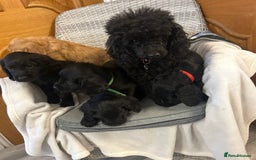 Cockapoo dogs for sale: F1 Cockapoos ready🩷 - Image 20