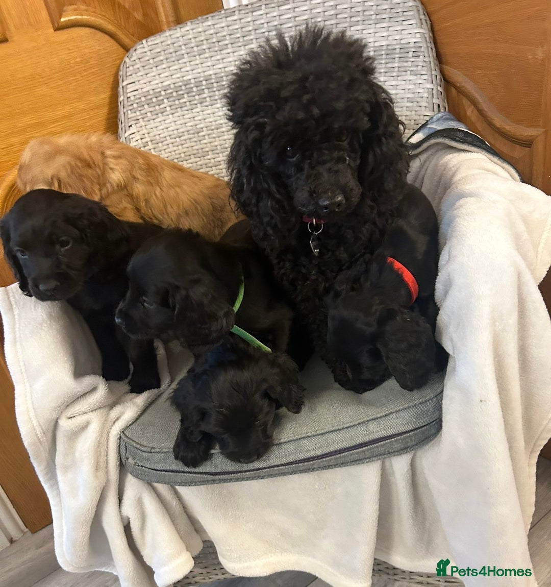Cockapoo dogs for sale: F1 Cockapoos ready🩷 - Image 20