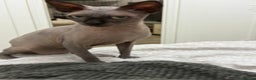 Sphynx cats for stud: TICA Registered Active, stunning Canadian Sphynx i - Advert 3