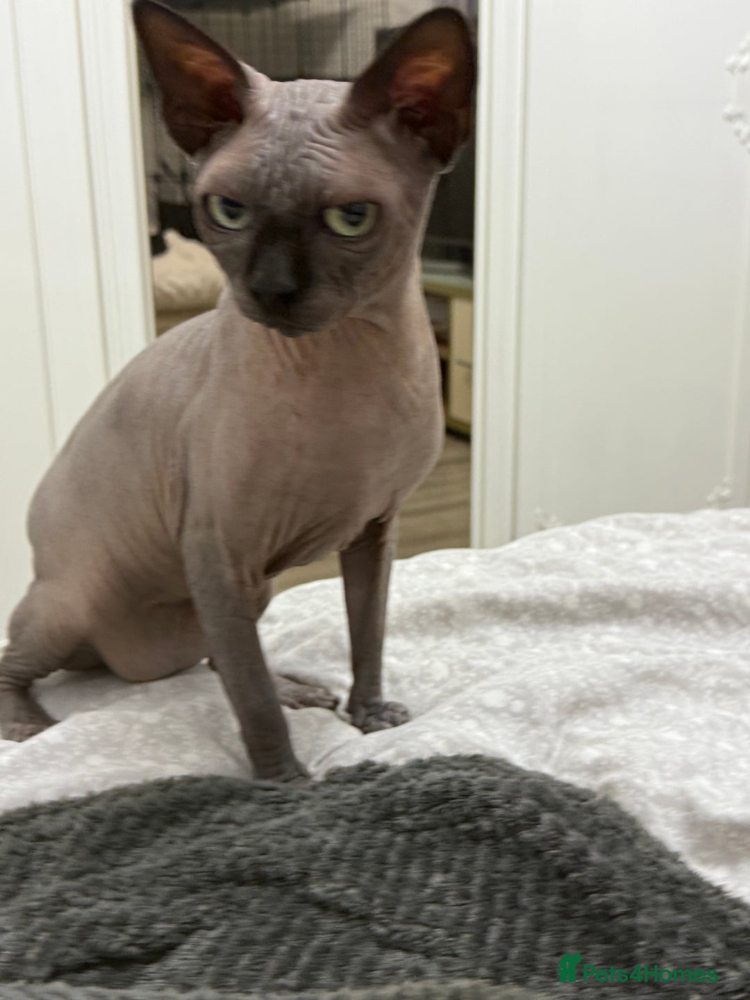 Sphynx cats for stud: TICA Registered Active, stunning Canadian Sphynx i - Advert 3