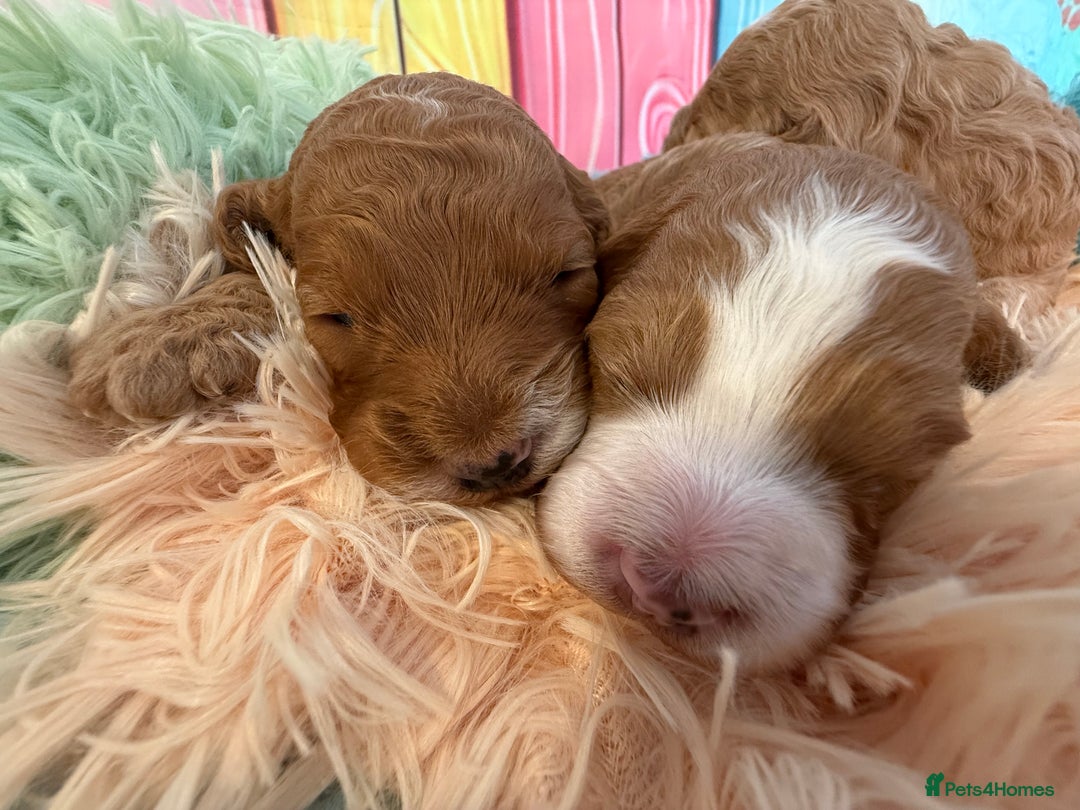 Cockapoo dogs for sale: F1 Cockapoo’s **fully health tested parents** - Image 11