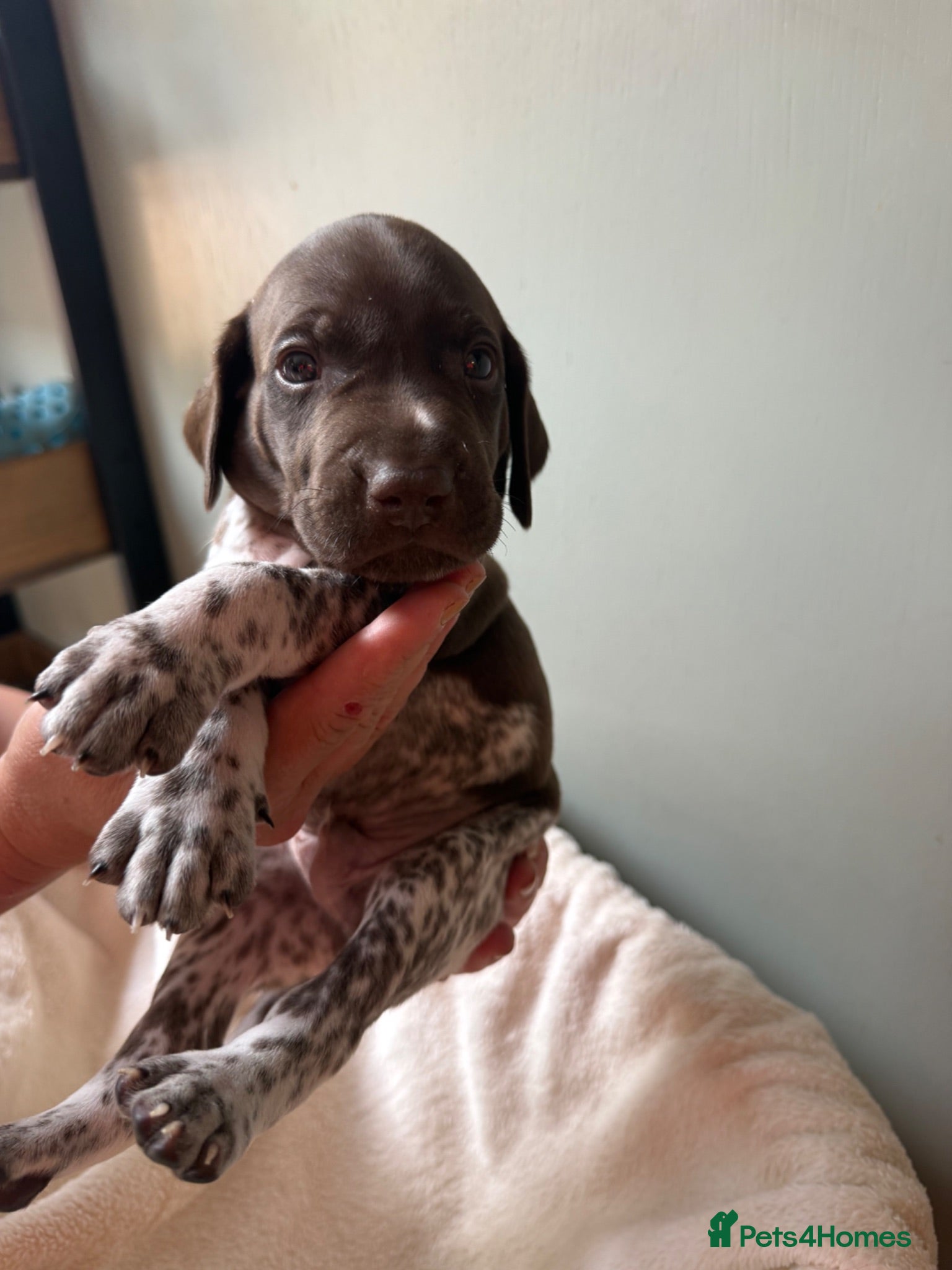 German Shorthaired Pointer dogs KC registered German Shorthaired Pointer pups - Advert 13