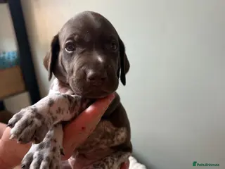 German Shorthaired Pointer dogs KC registered German Shorthaired Pointer pups - Advert 13