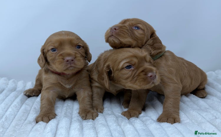 Cocker Spaniel dogs - Advert 8
