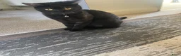 Domestic Shorthair cats for sale: Kitten for sale  in Leicester - Advert 2