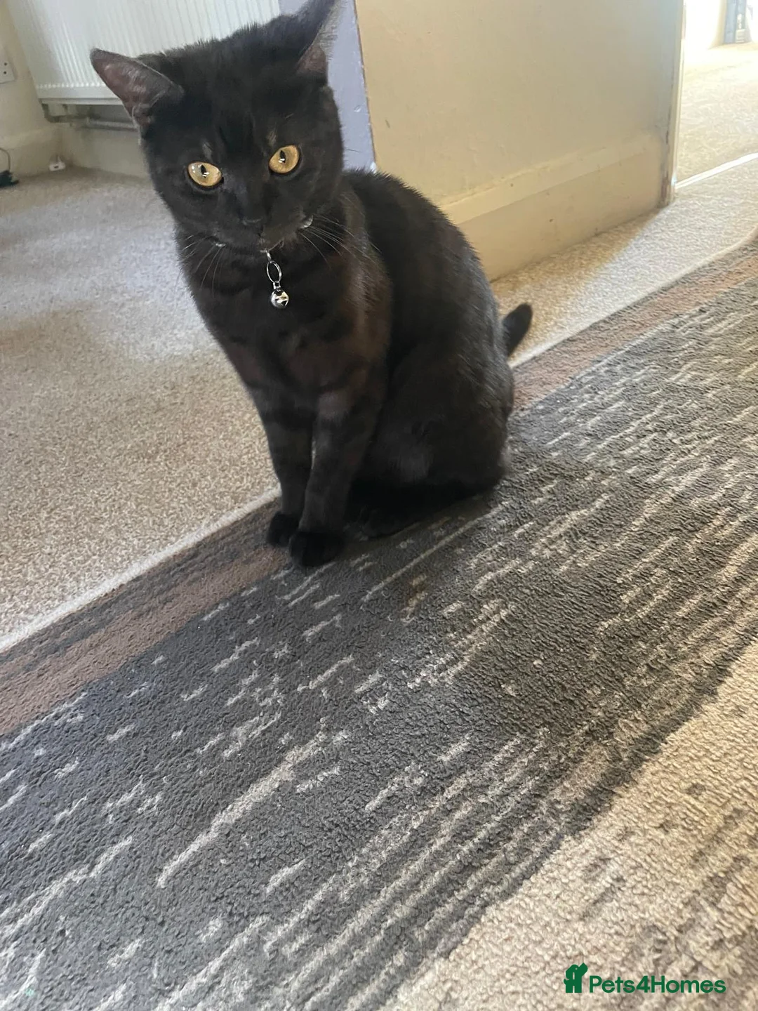 Domestic Shorthair cats for sale: Kitten for sale  in Leicester - Advert 2