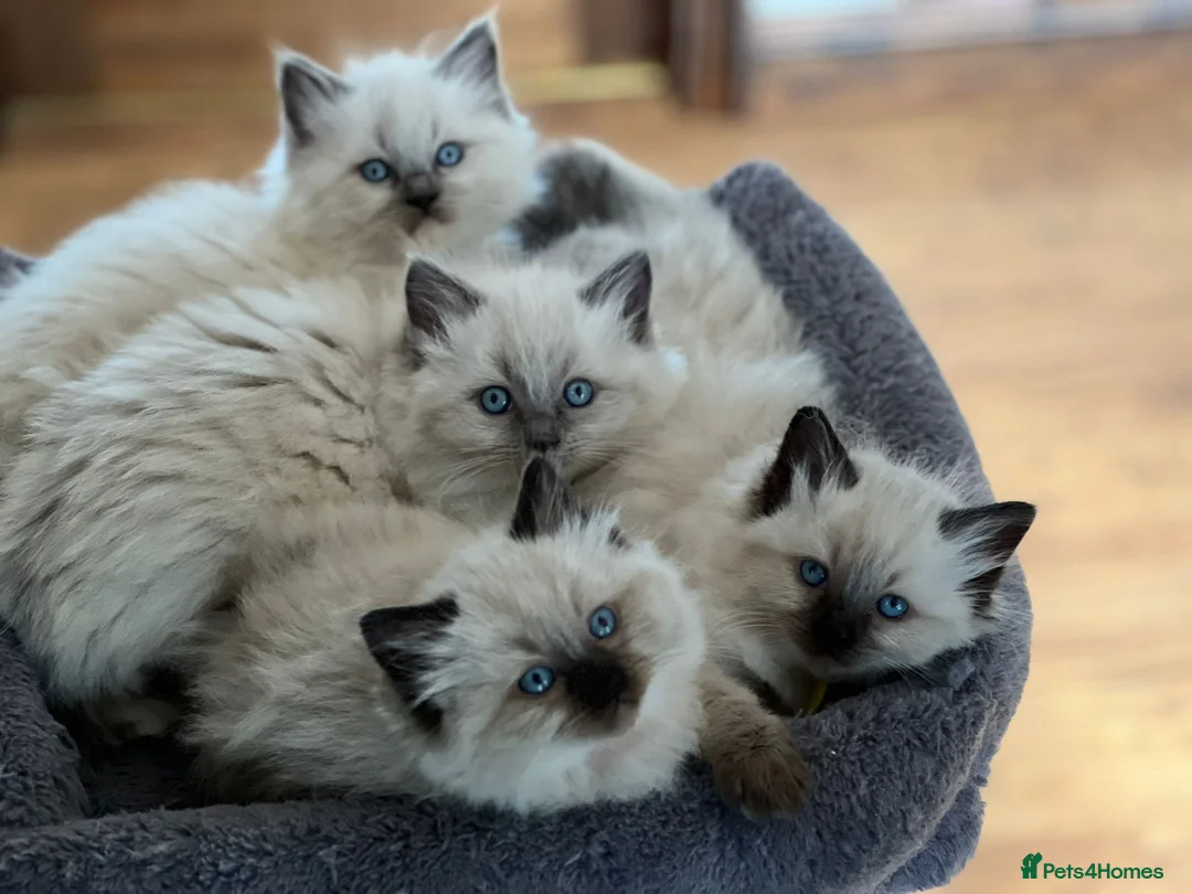 Ragdoll cats for sale: Ragdoll Kittens - Advert 6