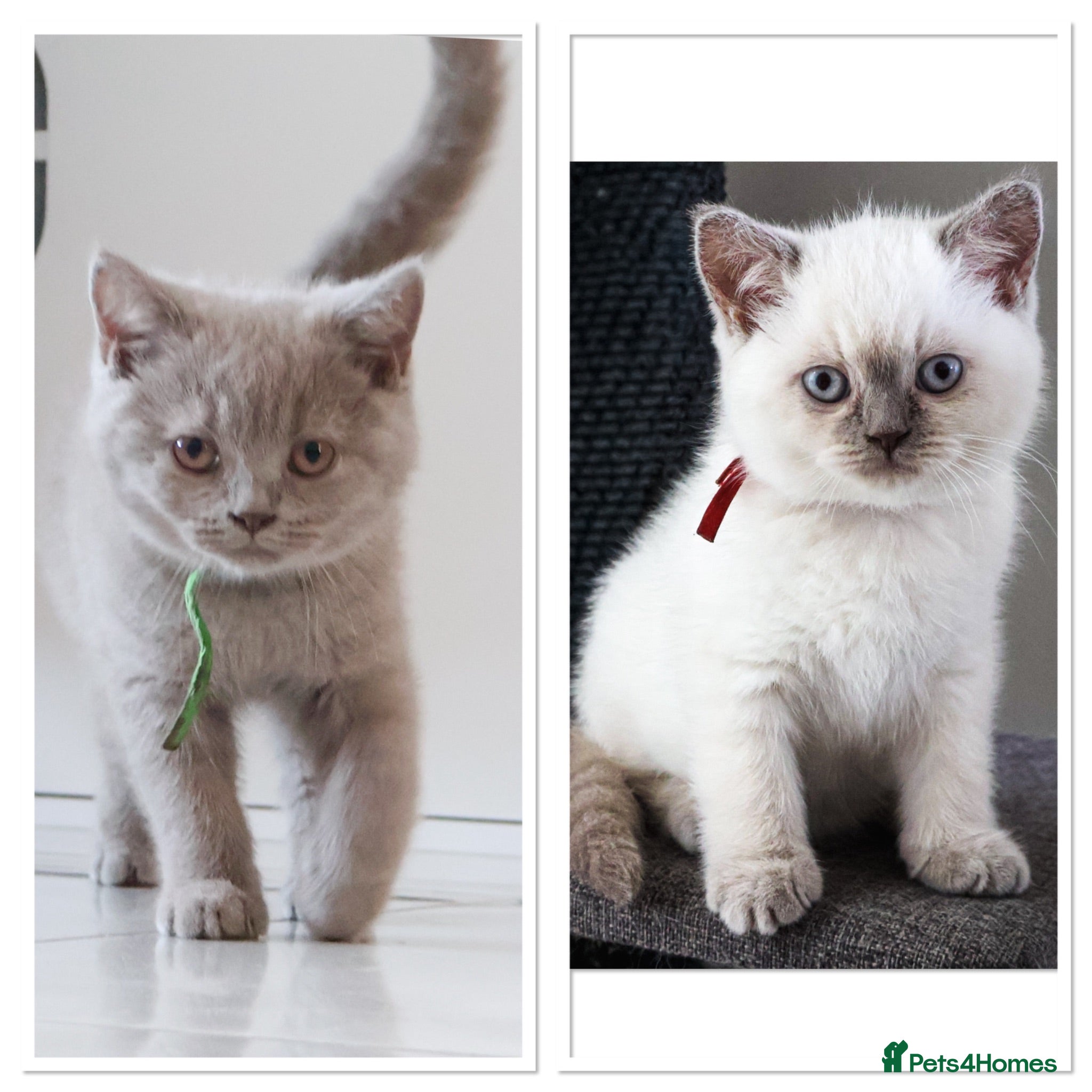 British Shorthair cats British Shorthair GCCF Champion bloodline Kittens - Advert 1