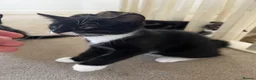 Mixed Breed cats for sale: 4x kittens for sale - Advert 6