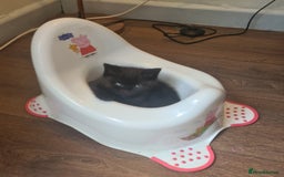 Mixed Breed cats for sale: 3 kittens available  - Image 4