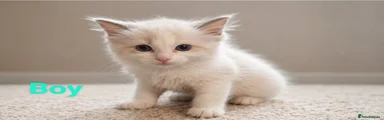 Ragdoll 2