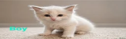 Ragdoll cats for sale: Bicolour ragdoll kittens  - Advert 11