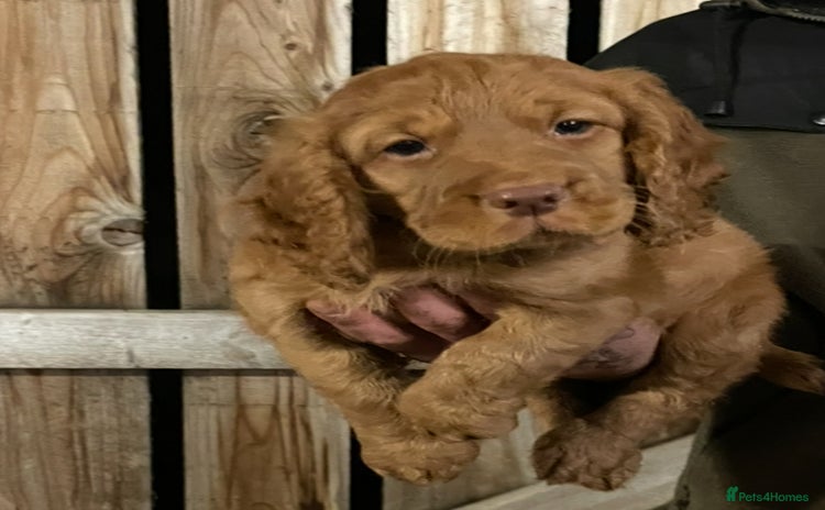 Cocker Spaniel dogs - Advert 4