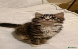 Mixed Breed cats for sale: Fluffy cute kittens available  - Image 13