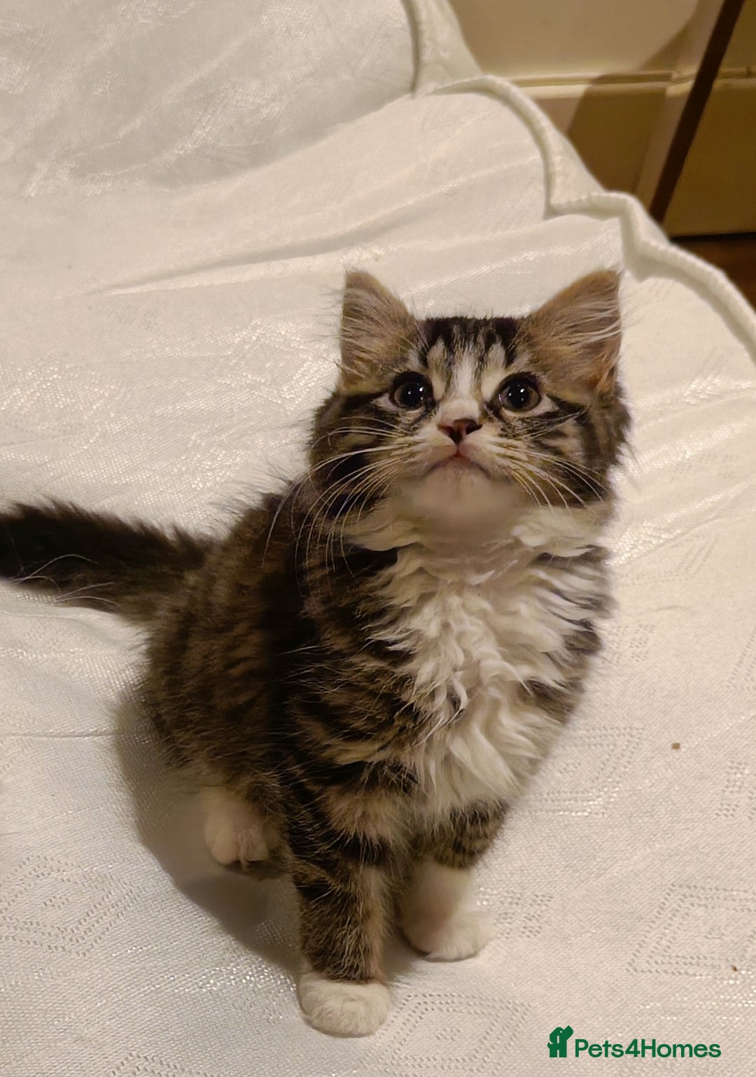 Mixed Breed cats for sale: Fluffy cute kittens available  - Image 13