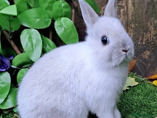 Netherland Dwarf rabbits PURE BRED NETHERLAND DWARFS - VACCINATED READY NOW - Advert 5