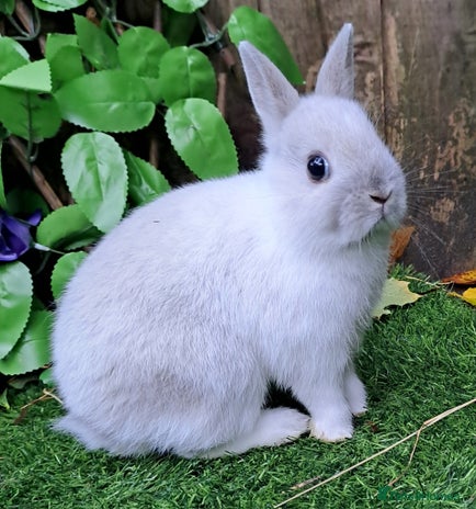 Netherland Dwarf rabbits PURE BRED NETHERLAND DWARFS - VACCINATED READY NOW - Advert 1