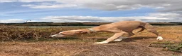Whippet dogs for sale: Lenny  - Advert 7