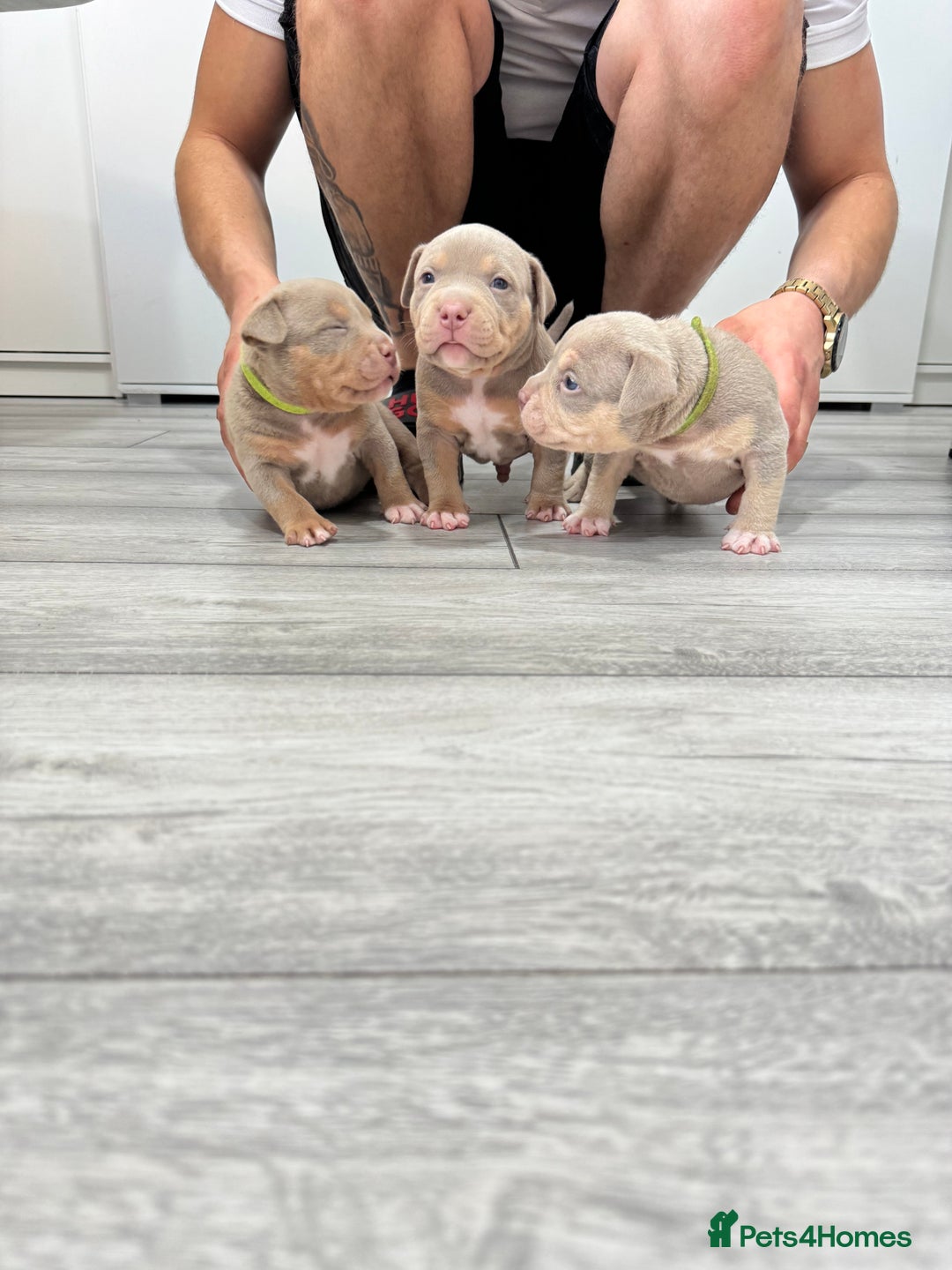 American Bully dogs for sale: American Bully Pocket  - Image 5
