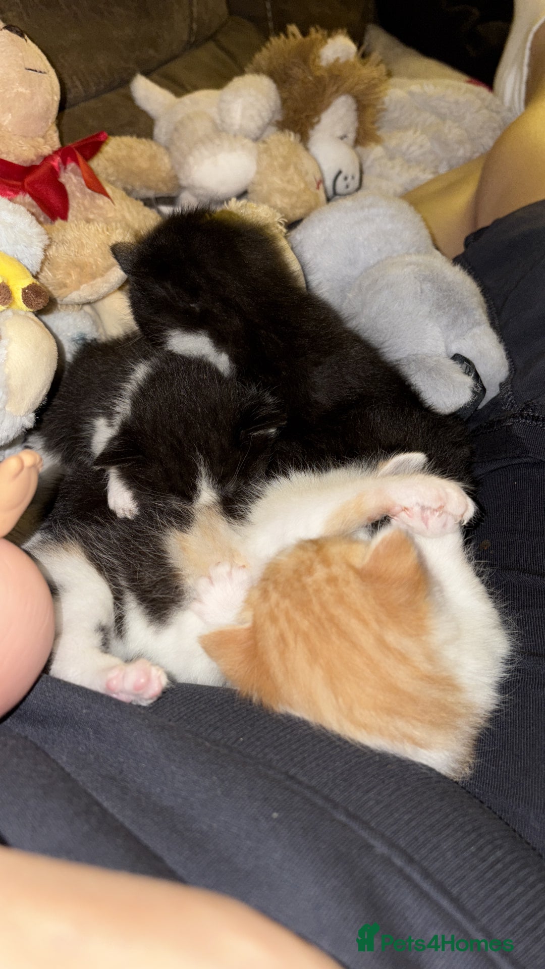 British Shorthair cats for sale: Beautiful kittens 3 girls 1 boy  - Advert 28