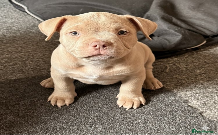 American Bully dogs - Advert 1