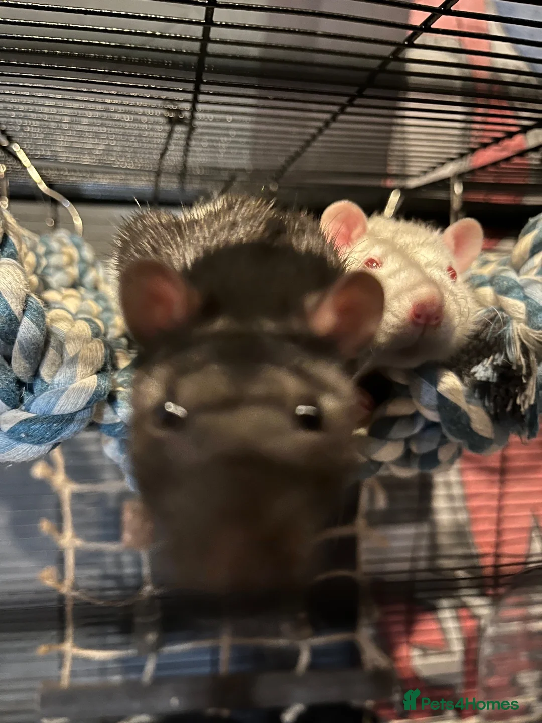 Rat rodents for sale: Rolo and Cambo in South Shields - Advert 2