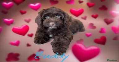 Cockapoo dogs - Advert 3