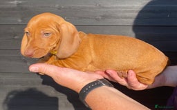 Miniature Dachshund dogs for sale: Quality Dachshund puppies - Image 20