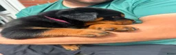 Rottweiler dogs for sale: 4 rottweiler boys  - Advert 11