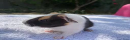 Guinea Pig rodents for sale: Teddy, Abyssinian and longhaired guinea pig pups - Advert 14